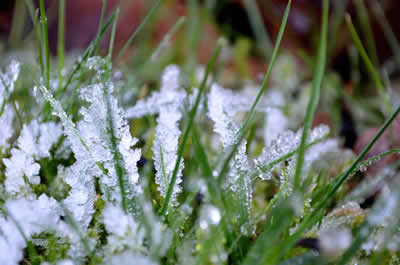Frozen Grass - Lawn Irrigation Winterization - B&B Group, Indianapolis IN